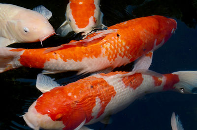 Close-up of fish swimming in tank