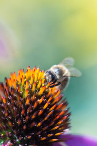 Close-up of insect pollinating on eastern purple coneflower