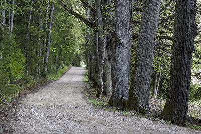 Footpath amidst trees in forest