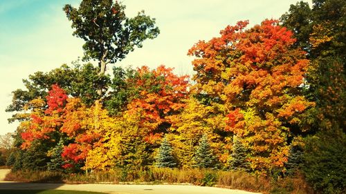 Trees against sky during autumn