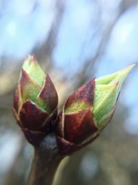 Close-up of leaf