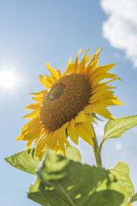 Close-up of sunflower