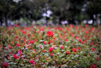 Close-up of red flowering plant on field