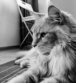 Close-up of cat sitting on floor