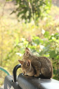 Close-up of a cat sitting against blurred background