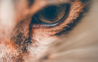 Close-up of dog eye