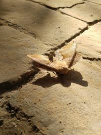 Close-up of lizard on ground