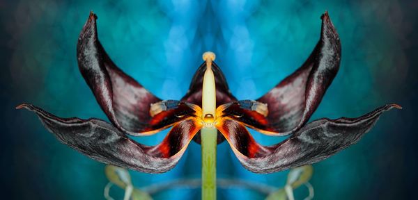 Close-up of butterfly on flower