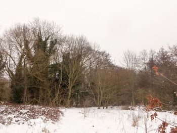 Trees in forest during winter