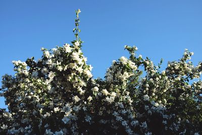 Low angle view of apple blossoms in spring against clear blue sky