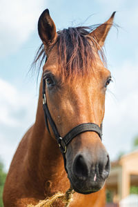 Close-up of horse against sky