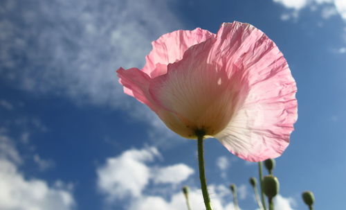 Close-up of pink rose flower