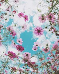 Low angle view of pink flowers growing on plant against sky