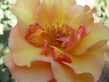 Close-up of flower blooming outdoors