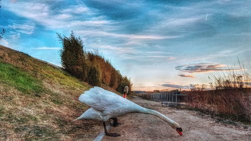 View of bird on field against sky