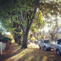 Road passing through trees