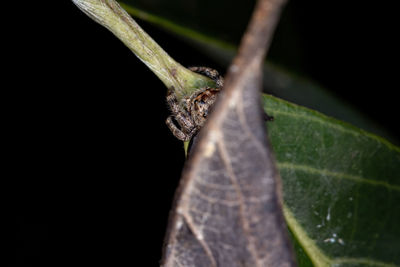 Close-up of insect on leaf