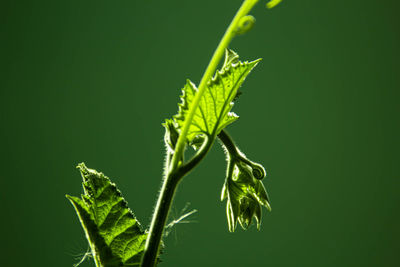 Close-up of plant leaves