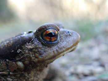 Close up of a toad a bufo spinosus