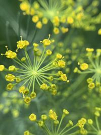 Close-up of yellow flowering plant