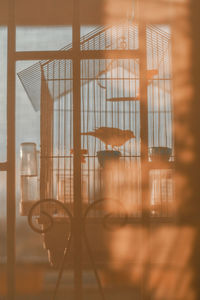 Silhouette of a canary in a cage during sunset