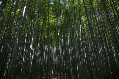 Low angle view of bamboo trees in forest