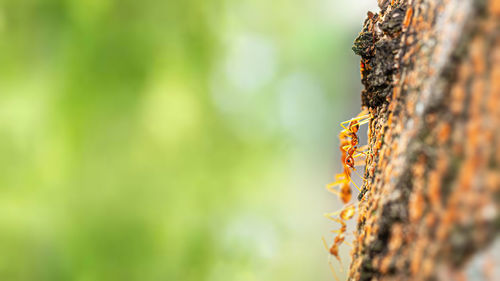 Fire ant on branch in nature ,selection focus only on some points in the image.