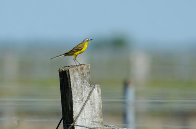 Bird perching on wooden post by lake