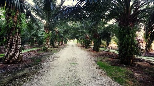 Road amidst palm trees