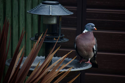 Close-up of bird perching on table against building