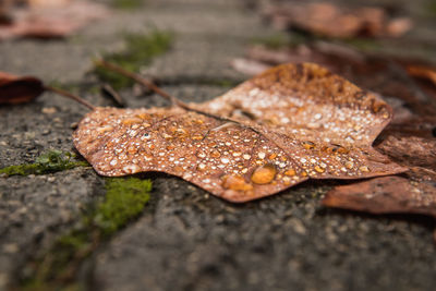 Close-up of dry leaf on rock