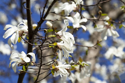 Close-up of white flowering plant
