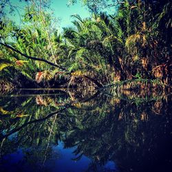 Trees by lake in forest against sky