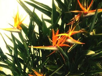 Close-up of orange flower on grass