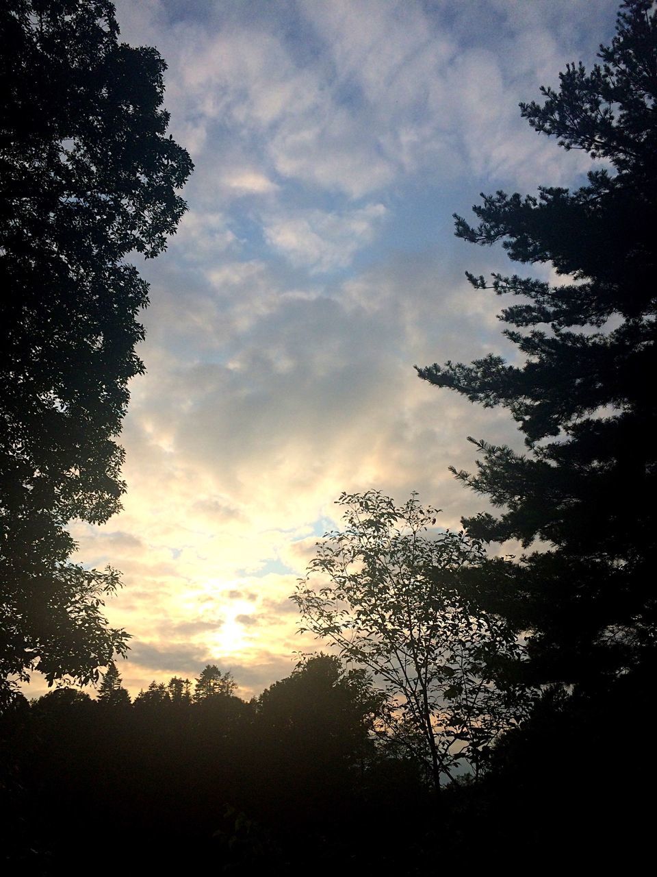 silhouette, tree, sky, sunset, tranquility, tranquil scene, beauty in nature, scenics, cloud - sky, nature, growth, low angle view, cloud, idyllic, branch, landscape, cloudy, outdoors, non-urban scene, no people