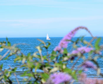 Close-up of plants against sea