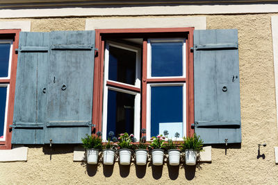 Potted plants on window of building