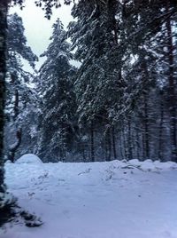 Snow covered trees in forest