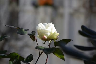 Close-up of flowers blooming outdoors