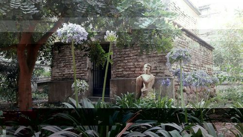 View of statue on plants against building