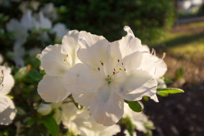 Close-up of white flowers blooming outdoors