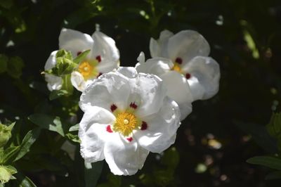 Close-up of white flowers