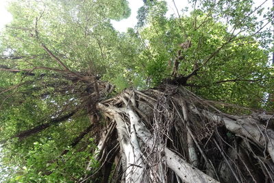 Low angle view of trees in forest