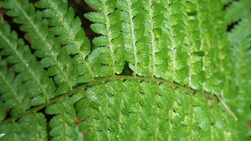 Full frame shot of cactus