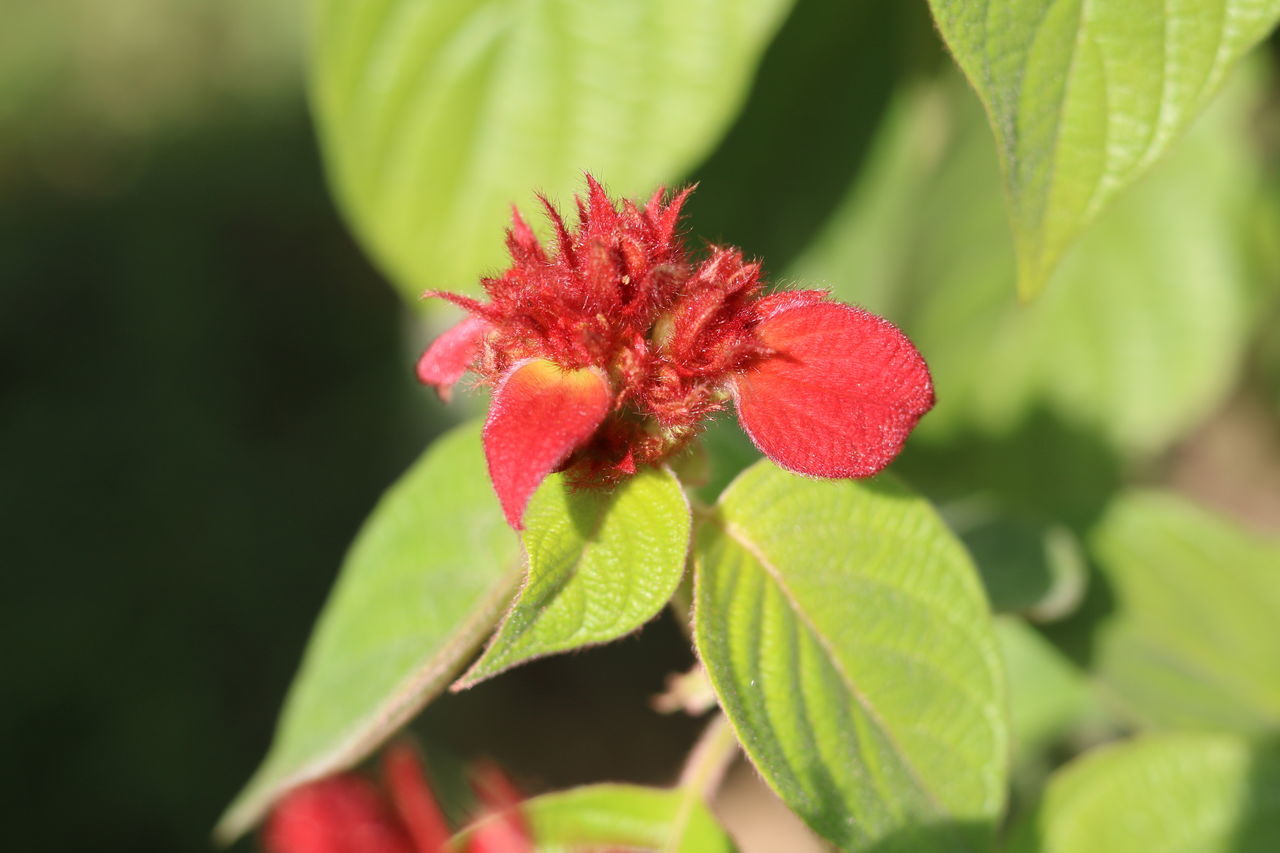 Mussaenda erythrophylla