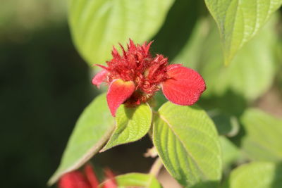 Close-up of red flower