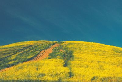 Close-up of yellow flowers growing in field
