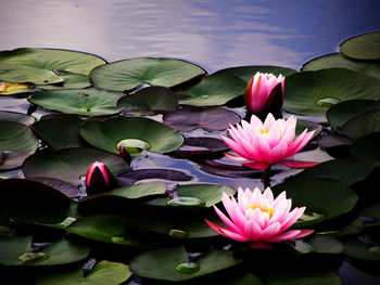 Close-up of lotus water lily in pond