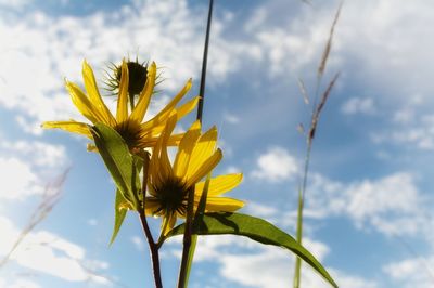 Low angle view of yellow flowering plant against sky