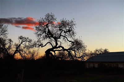 Bare trees against sky at sunset